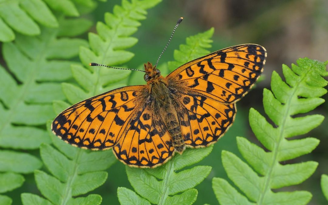 Helping Fritillaries Flutter – A Collaboration with Butterfly Conservation