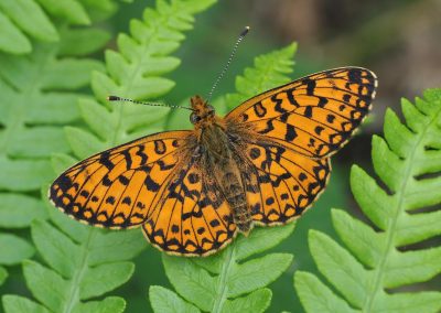 Helping Fritillaries Flutter – A Collaboration with Butterfly Conservation