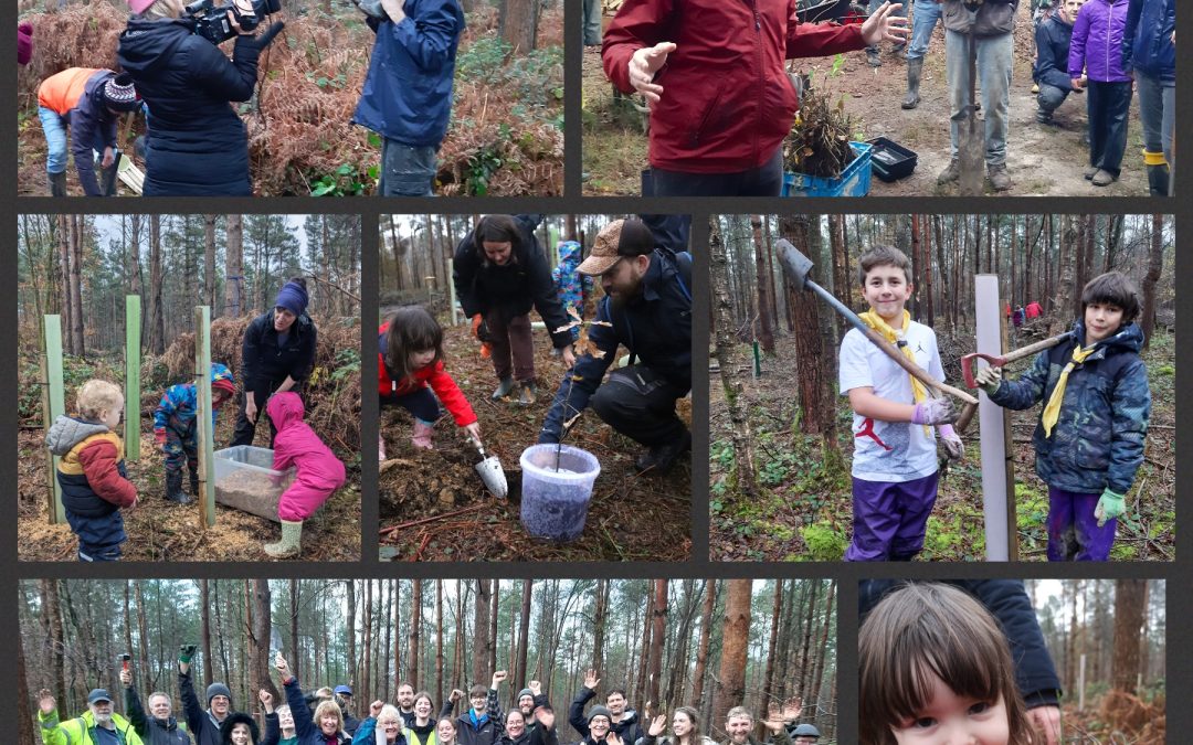 Helping to Restore Our Woodland